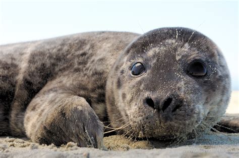 Baby Harbour Seal Baby Animal Free Picture From Cortes Island British