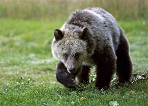 Us To Review End Of Protections For Yellowstone Grizzlies The Garden