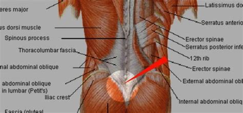 Lower Back Muscles How Underactive Gluteal Muscles Can Cause Lower