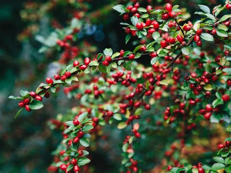 10 Trees And Shrubs With Red Berries Red Berries For Winter Interest