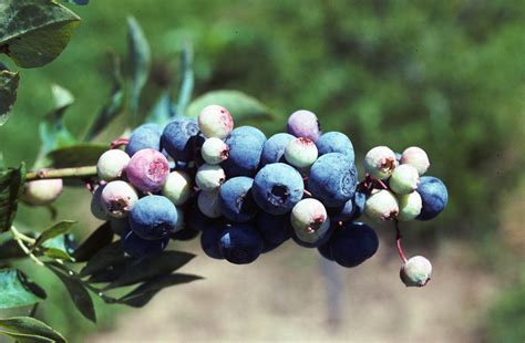 Rabbiteye Blueberry Plant Of The Week For Nov 9 2015