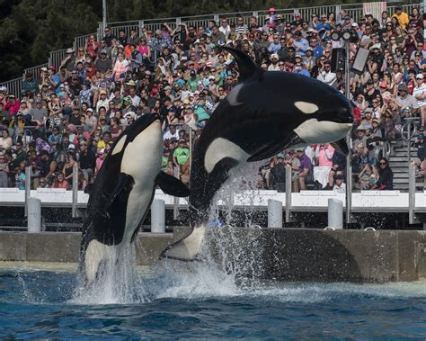 Seaworld Offers Closer Encounters With Killer Whales The San Diego