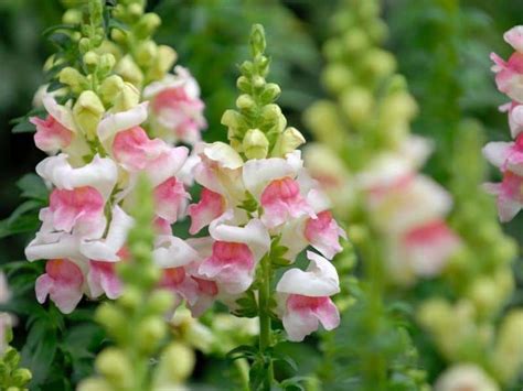 When To Plant Snapdragons Planting Guide 2023 Northern Nester