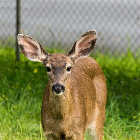 Gambar Hewan Margasatwa Binatang Menyusui California Fauna