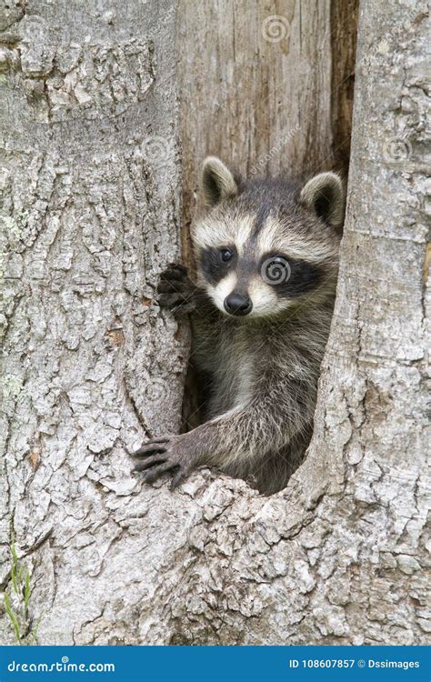 Young Raccoon Posing In The Hole Of A Tree Stock Image Image Of