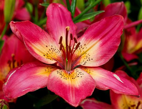 Buy Lily Bulbs Arsenal Asiatic Lily Bulbs From The Gold Medal Winning