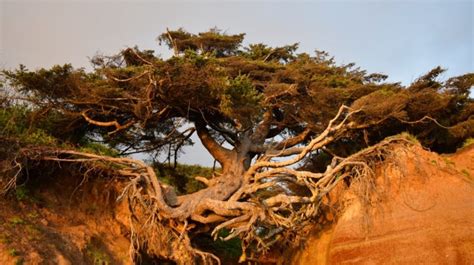 The Magical Tree Of Life In Kalaloch Beach Washington Unusual Places