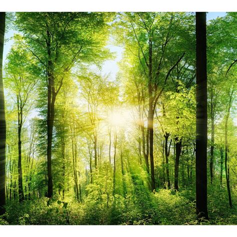 Extra Large Panorama Of Green Forest №48 Ready To Hang Canvas Print