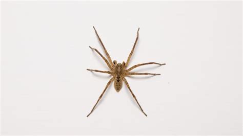 How To Get Rid Of Brown Recluse Spiders Without Harming Them Forbes Home