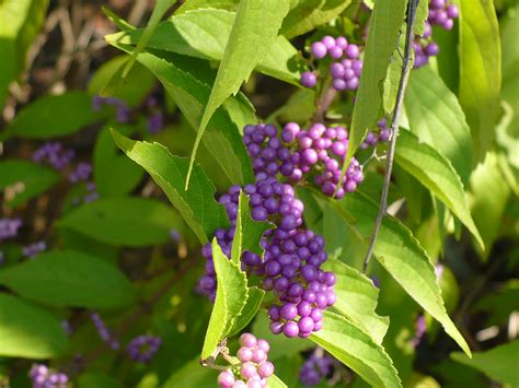 Beauty Berry Bush A Cultivated Nest