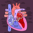 Ciclo cardíaco: sístole y diástole