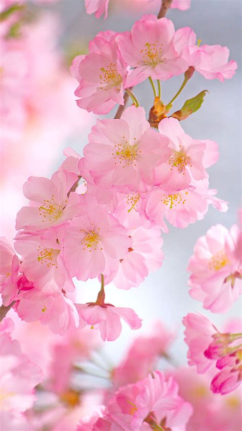 Cherry Blossoms Iphone Wallpaper 75 Images