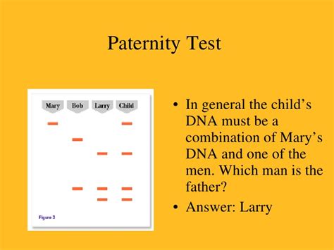 Dna fingerprinting and paternity worksheet answer key triton. Dna fingerprinting