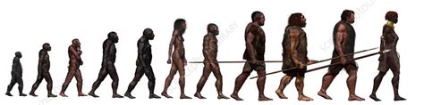 Human Evolution Timeline Diagram Quizlet