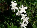 Images of Picture Of Jasmine Flower