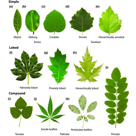 Examples Of Diverse Shapes And Features Of Eudicot Leaves