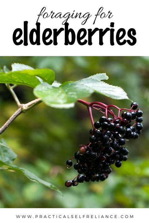 Foraging Elderberries Edible Wild Plants Elderberry Foraging