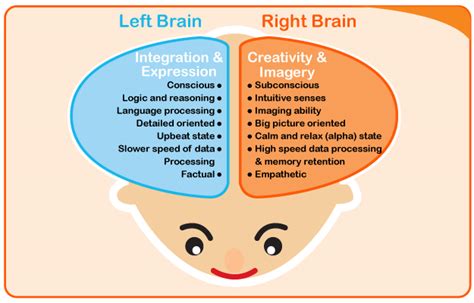 How Your Childs Brain Develop The New Age Parents