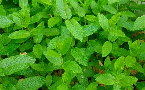 Mint Peppermint Plant Free Photo On Pixabay Pixabay