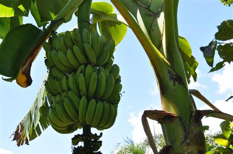 Growing Bananas Planting And Caring Guide Plants Spark Joy