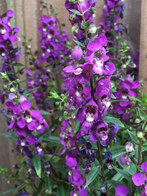 Dark Purple Angelonia Nectar Plant For Butterflies And Bees Etsy