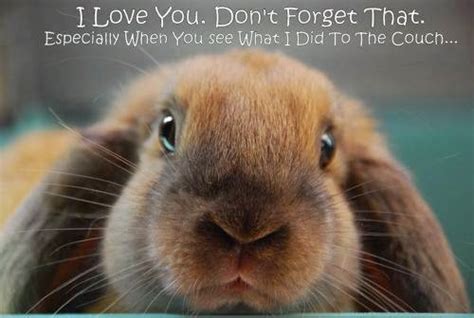 Rabbit Ramblings Funny Bunny Memes