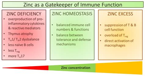 Nutrients Free Full Text Zinc As A Gatekeeper Of Immune Function