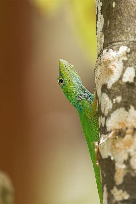 Lizard Reptile Green Tree Close Up Hd Phone Wallpaper Peakpx