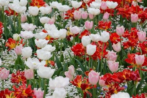 Ваш брокер на аукционе flora holland. Free Images : flower, petal, spring, flowers, holland ...