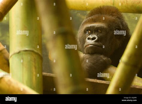 Gorilla At Lincoln Park Zoo In Chicago Illinois Stock Photo Alamy