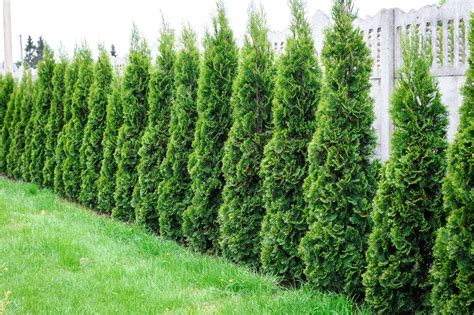Natural Protection 7 Best Privacy Trees For Your Backyard