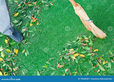 Working With Broom Sweeps Lawn From Fallen Leaves Stock Photo Image