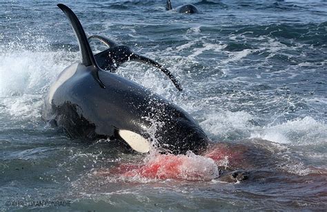 Orca Attacks Human