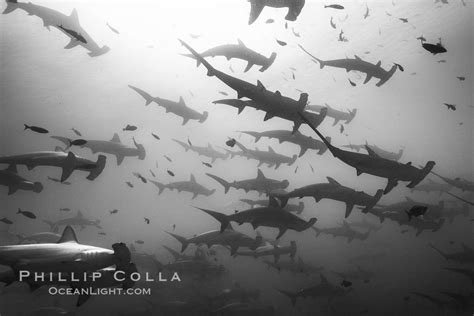 Hammerhead Sharks Schooling Sphyrna Lewini Photo Darwin Island