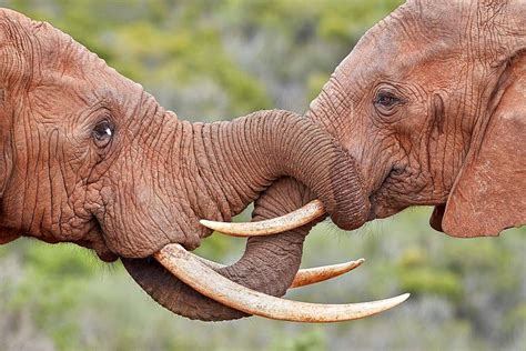 Two African Elephant Loxodonta Africana Greeting Each Other Addo