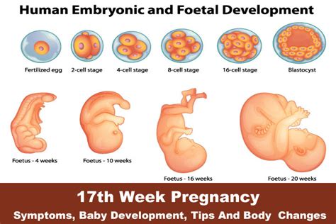 2 Weeks Pregnancy Symptoms