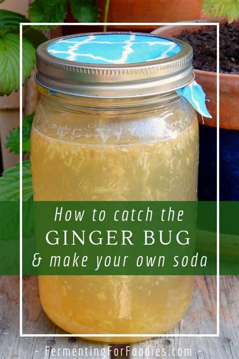 How To Make A Ginger Bug Starter Fermenting For Foodies