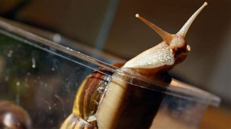 Sixty Seven Giant Snails Seized At La Airport Bbc News