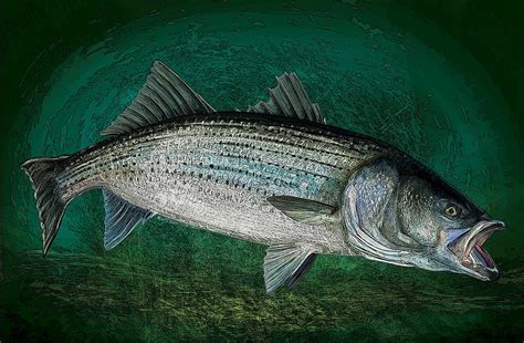 Striped Bass Fishing Art Prints Giclee Printer Test Prints Etsy