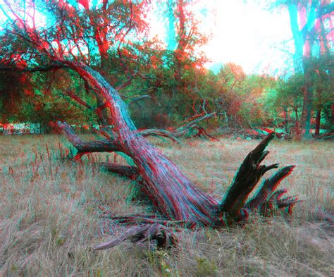 3d Dead Tree 8 17 2022 Dallas County Tx Redcyan Anaglyph Flickr