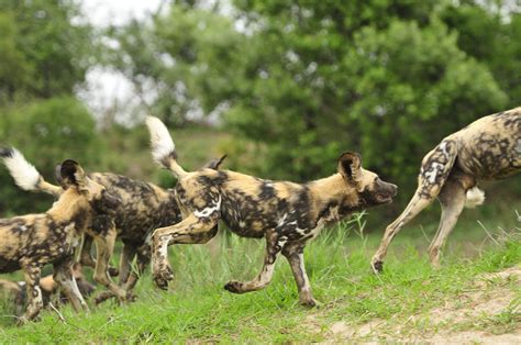 African Wild Dogs On The Hunt Ukiyo Sa