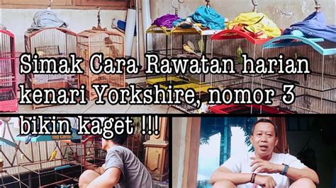 Rawatan Harian Kenari Yorkshire Youtube