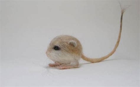 Meet Baluchistan Pygmy Jerboa The Only Rodent You Will Find Cute