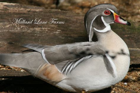Silver Wood Duck Pair