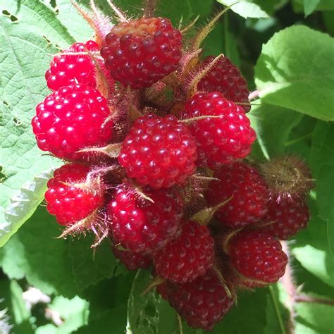 How To Identify Wild Raspberries Blackberries And Related Wild Berries