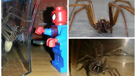 Giant Spider Invasion Your Most Terrifying Photos Mirror Online