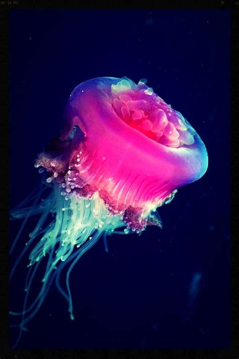 Jellyfish Beautiful Sea Creatures Ocean Creatures Amazing Jellyfish