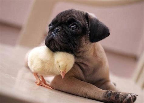 This Cute Baby Chick And Pug Dog Will Melt Your Heart With