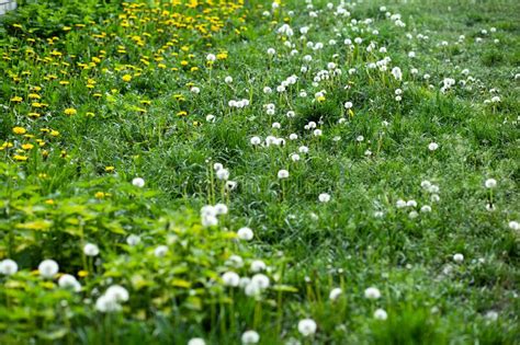 Many White Dandelions In The Meadow In Summer Stock Photo Image Of