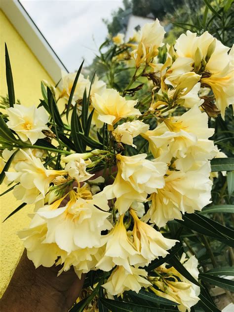 Sadzonki Oleander O Pełnych Pachnących Kwiatach Brzeźnica Kup Teraz